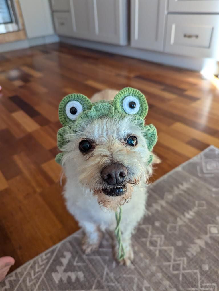 Frog hat