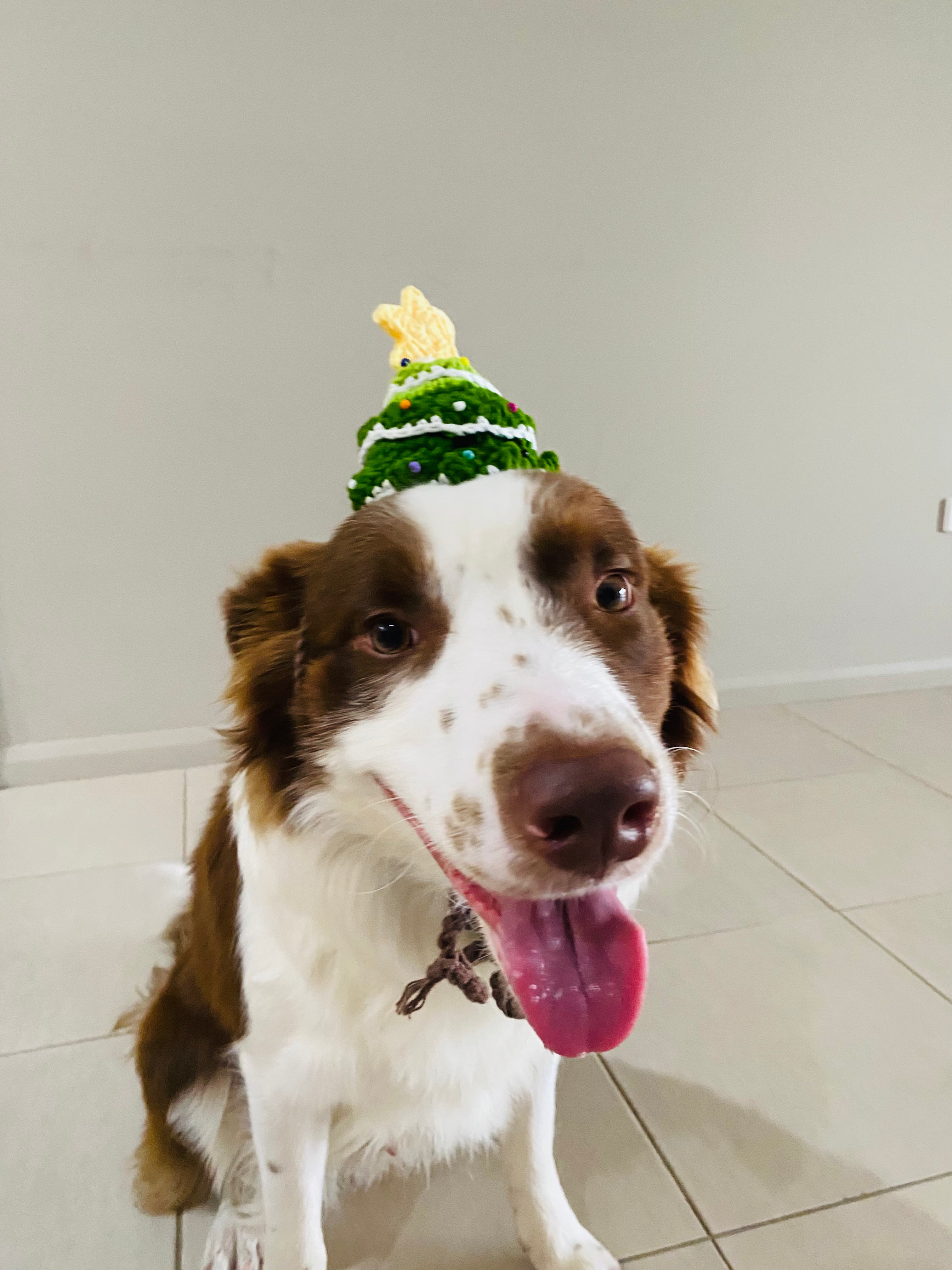 Pet Collars | Christmas Tree Hat
