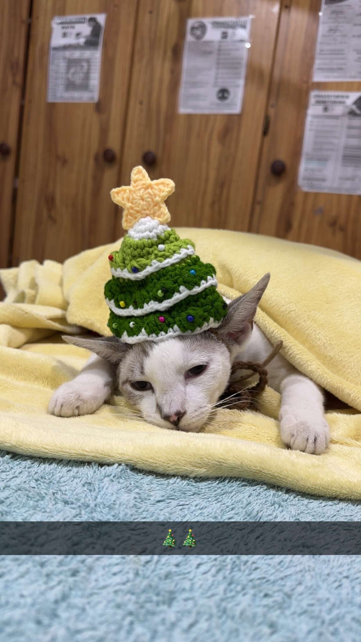 Pet Collars | Christmas Tree Hat