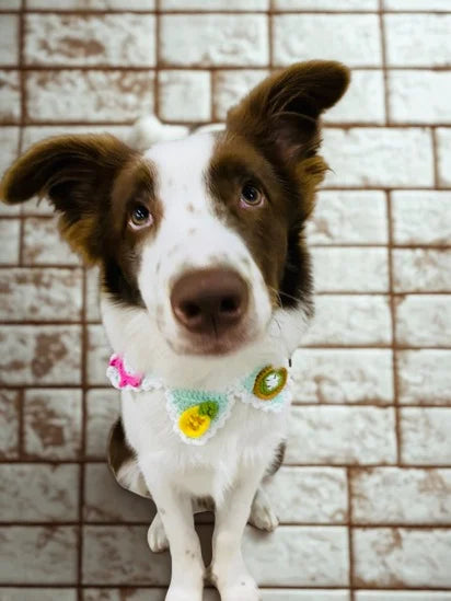 Pet Collars | Colorful Colors