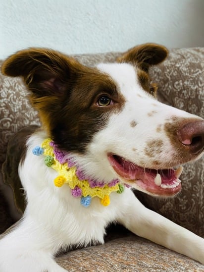 Pet Collars | Colorful Colors