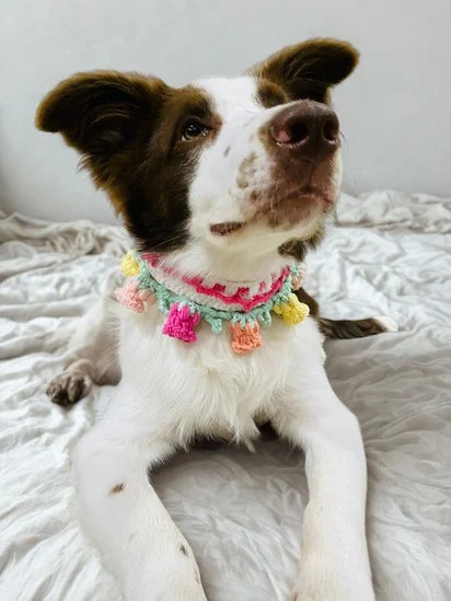 Pet Collars | Colorful Colors